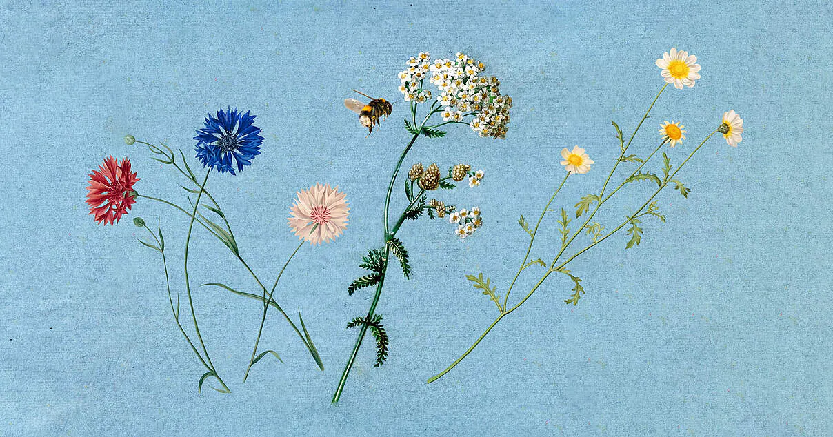 WWF 免费花种套装,包含 Kornblume、Speisechrysantheme 和 Schafgarbe