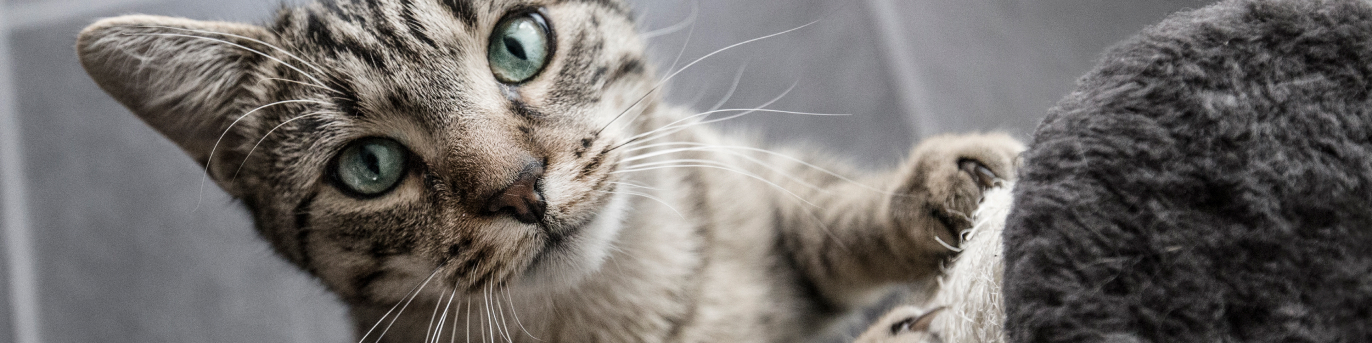 Fressnapf Katzenbedarf offizielles Bild