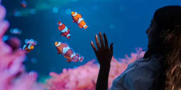 SEA LIFE Hannover Jahreskarten Sale